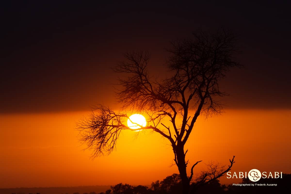 05Frederik Aucamp Bushveld Sunrise 21 05 2019 5 Final 05Frederik Aucamp Bushveld Sunrise 21 05 2019 5 Final