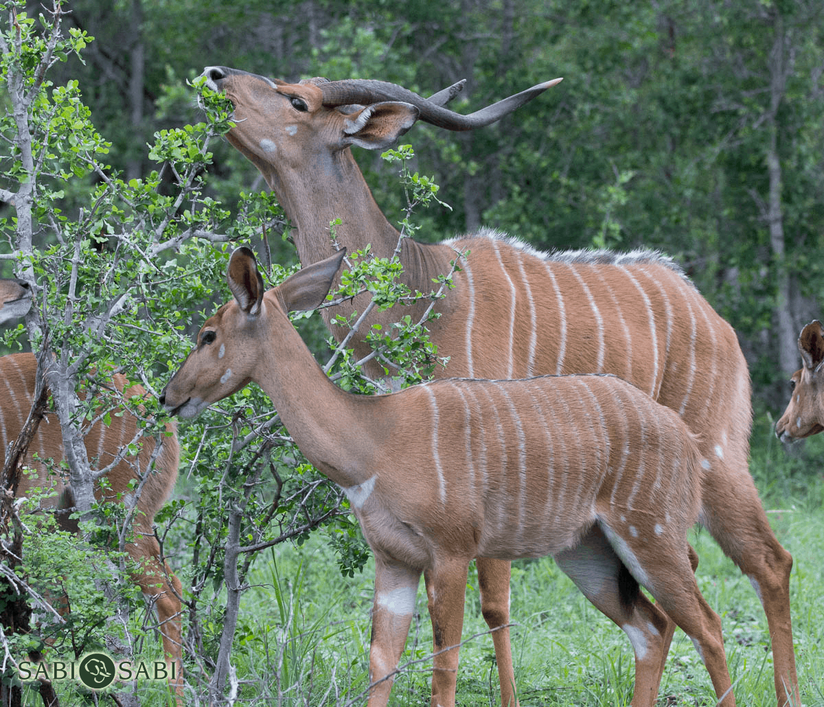 nyala bull