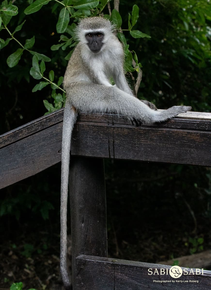 Vervet Monkey