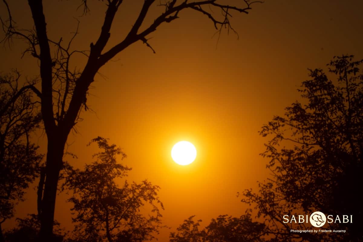 07Frederik Aucamp Bushveld Sunrise 21 05 2019 8 Final 07Frederik Aucamp Bushveld Sunrise 21 05 2019 8 Final