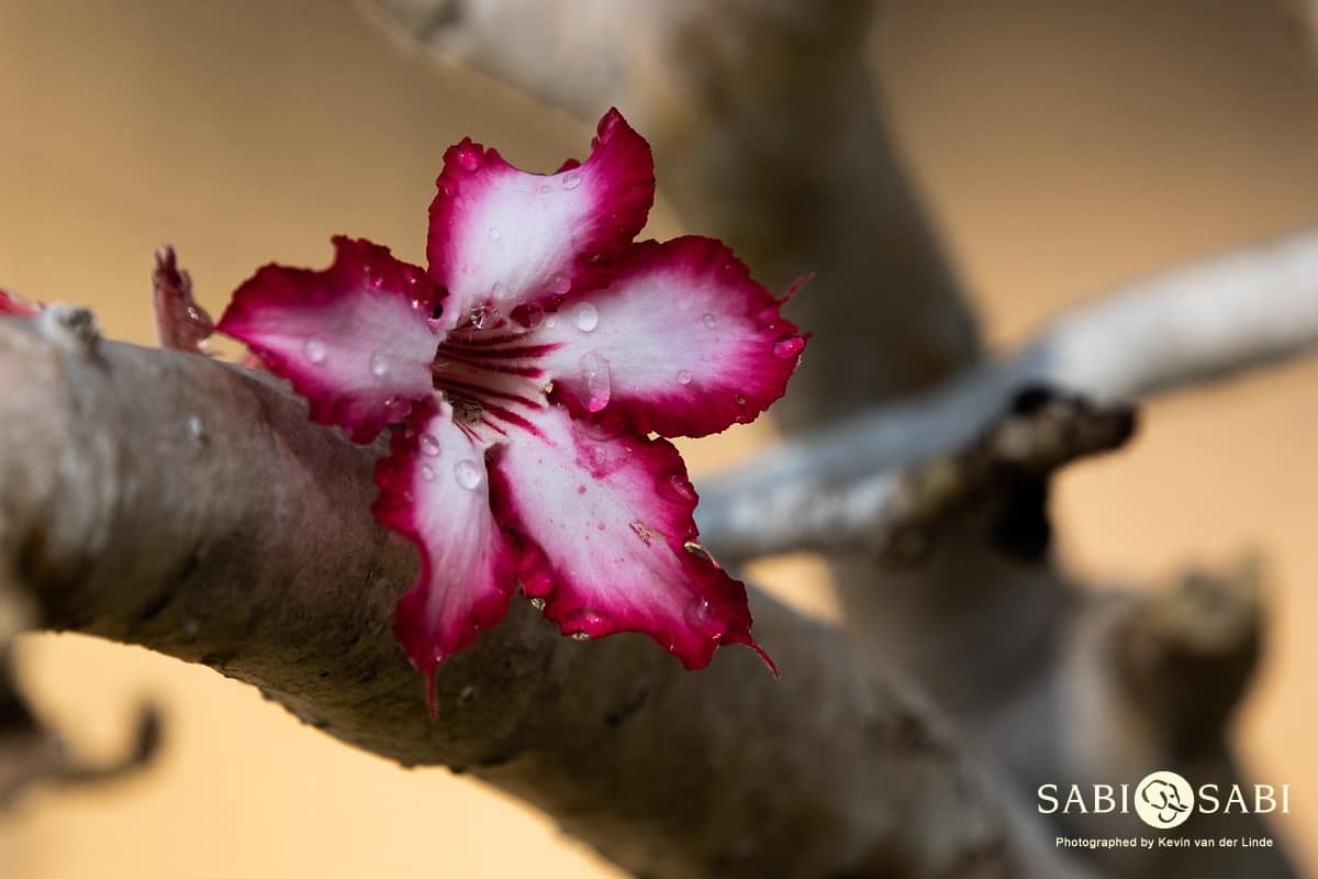01Kevin Van Der Linde Impala Lily Blog Final 01Kevin Van Der Linde Impala Lily Blog Final
