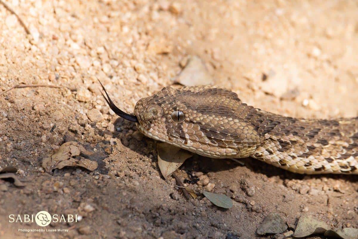 puff adder head