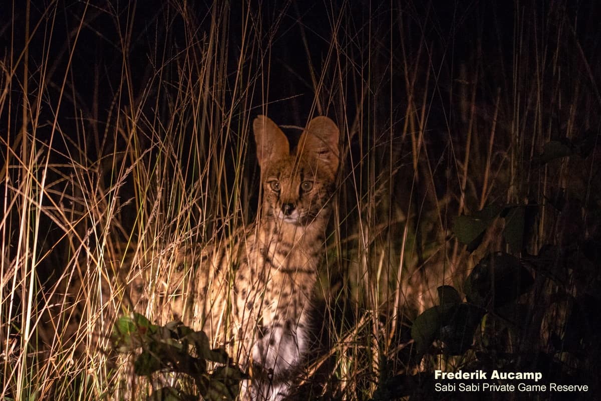 01Frederik Aucamp Serval 01 05 2019 Final 01Frederik Aucamp Serval 01 05 2019 Final