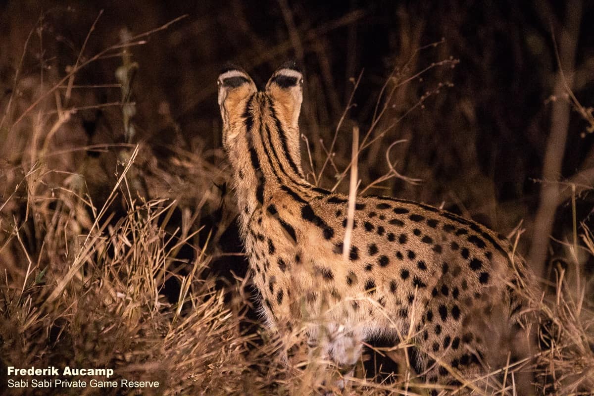 05Frederik Aucamp Serval 23 10 2019 Final 05Frederik Aucamp Serval 23 10 2019 Final