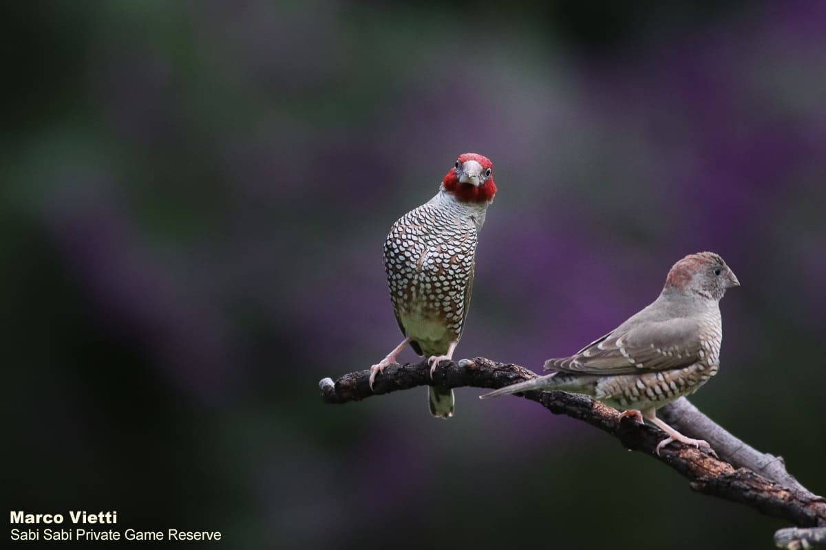 00Marco Vietti Red Headed Finch 030420 Final 00Marco Vietti Red Headed Finch 030420 Final