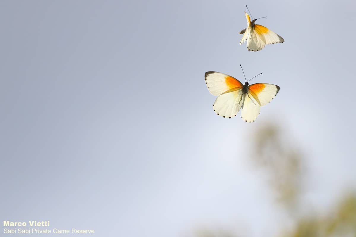 03Marco Vietti Twin Dotted Border 030420 Final 03Marco Vietti Twin Dotted Border 030420 Final