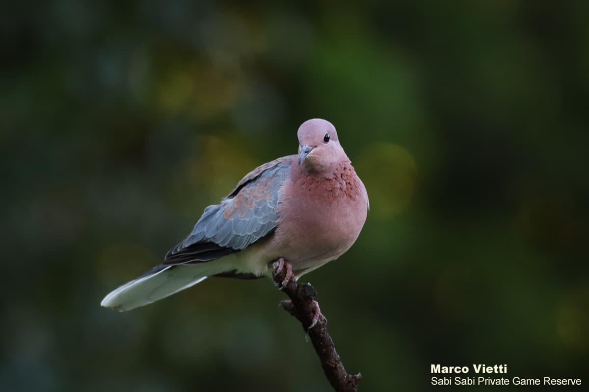 06Marco Vietti Laughing Dove 280220 Final 06Marco Vietti Laughing Dove 280220 Final