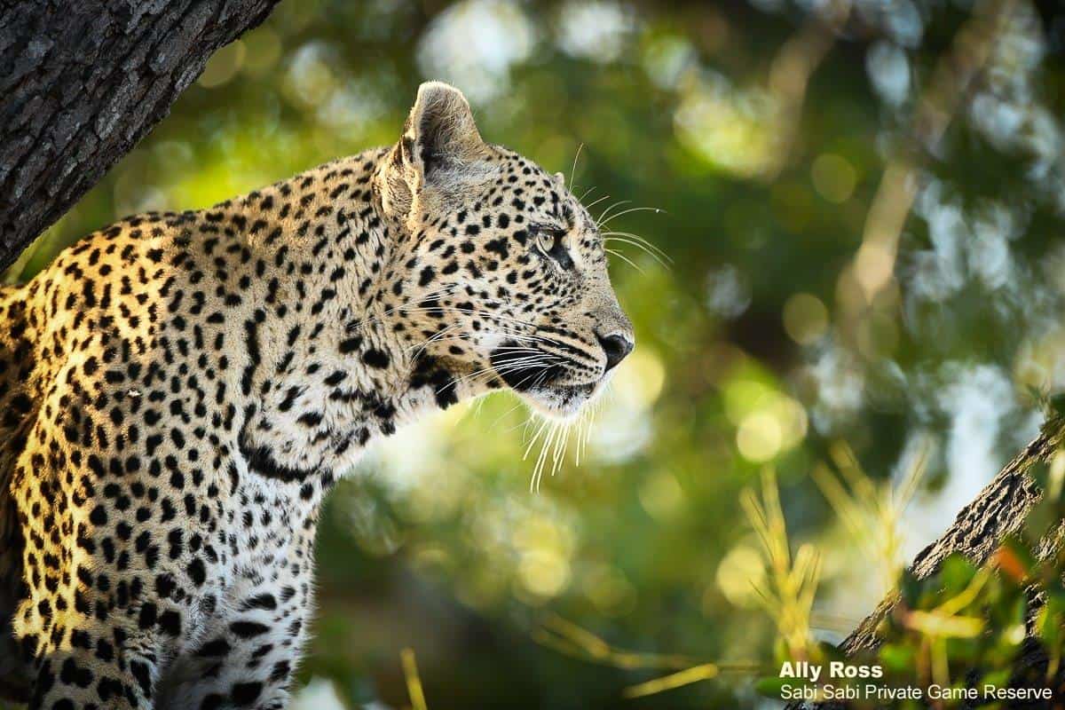 Leopard Fact Sheet, Blog, Nature