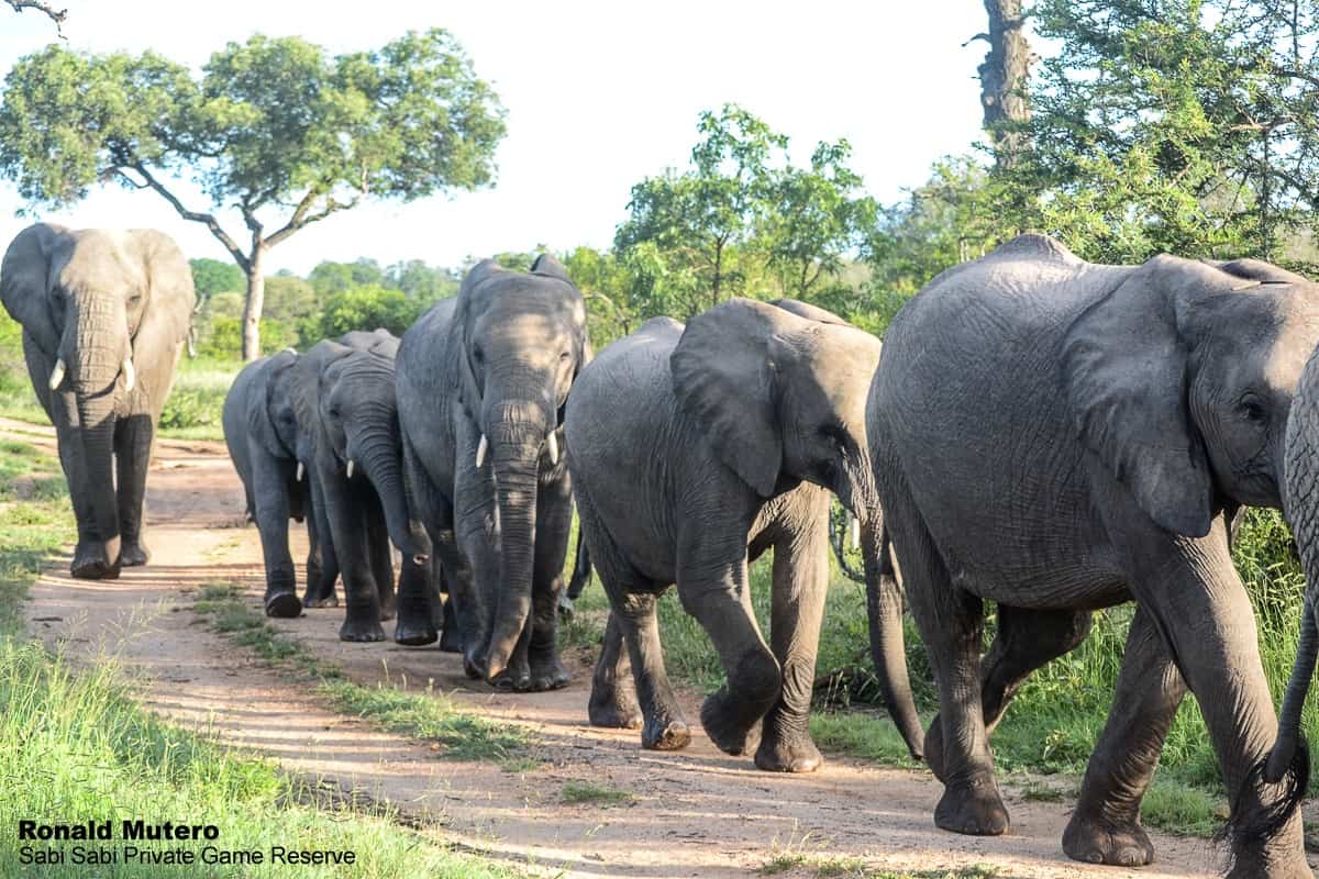 The importance of elephants on the ecosystem | Sabi Sabi