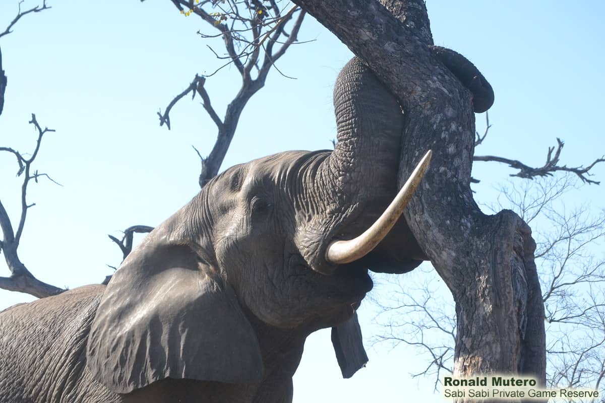 The importance of elephants on the ecosystem | Sabi Sabi Private Game