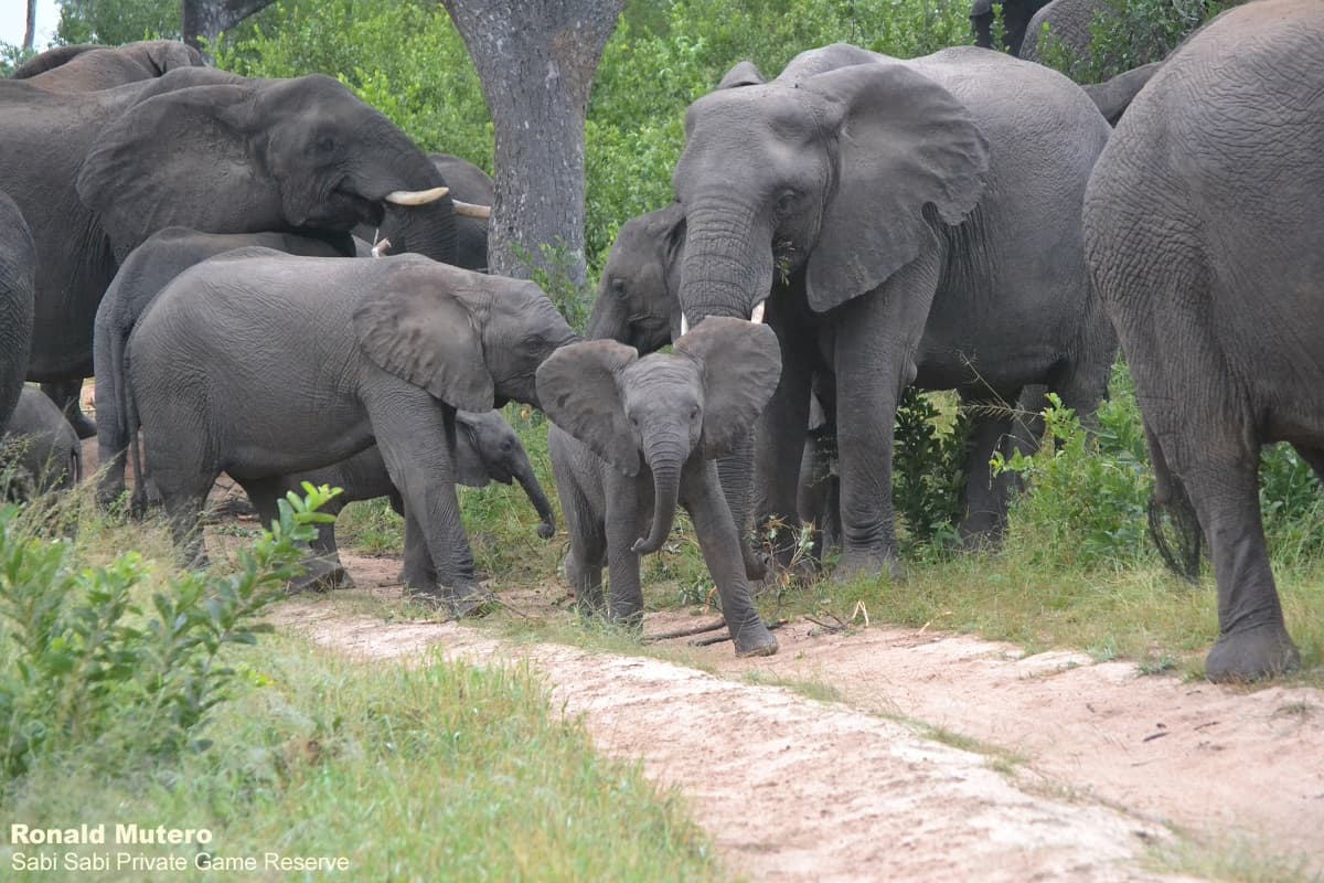 The importance of elephants on the ecosystem | Sabi Sabi Private Game