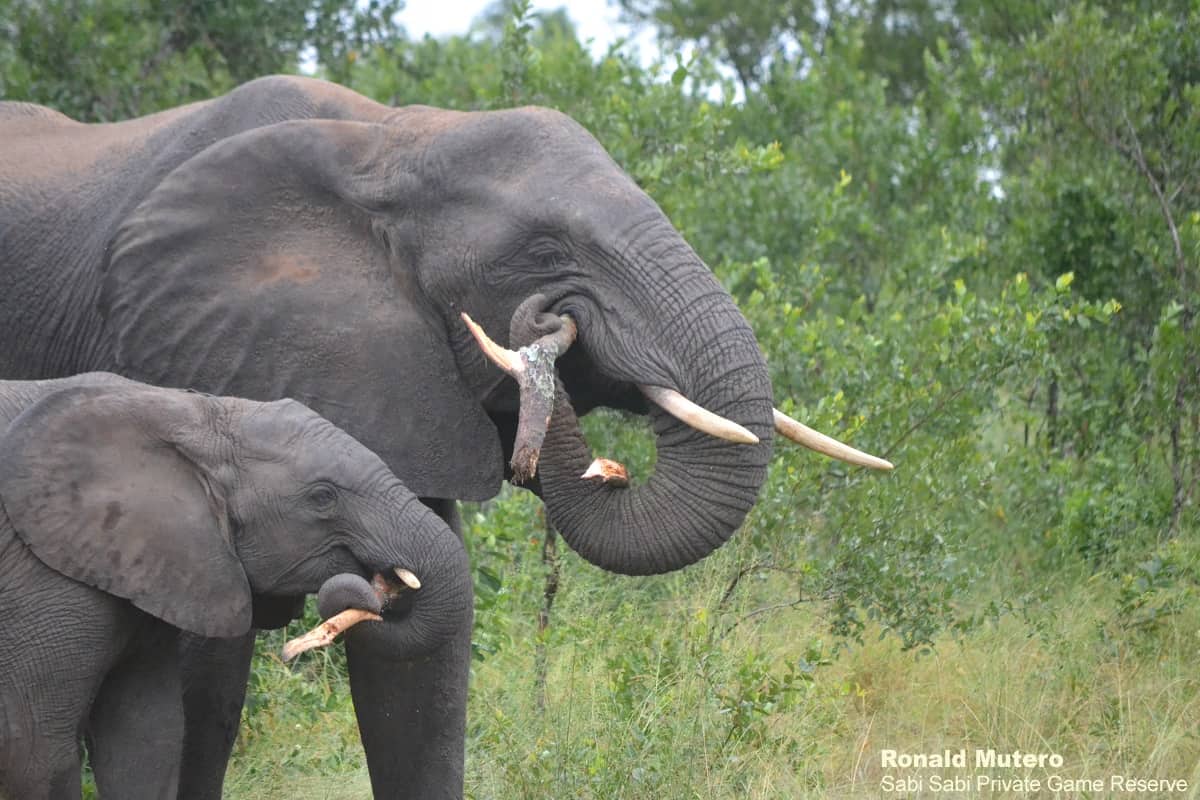 The importance of elephants on the ecosystem | Sabi Sabi Private Game