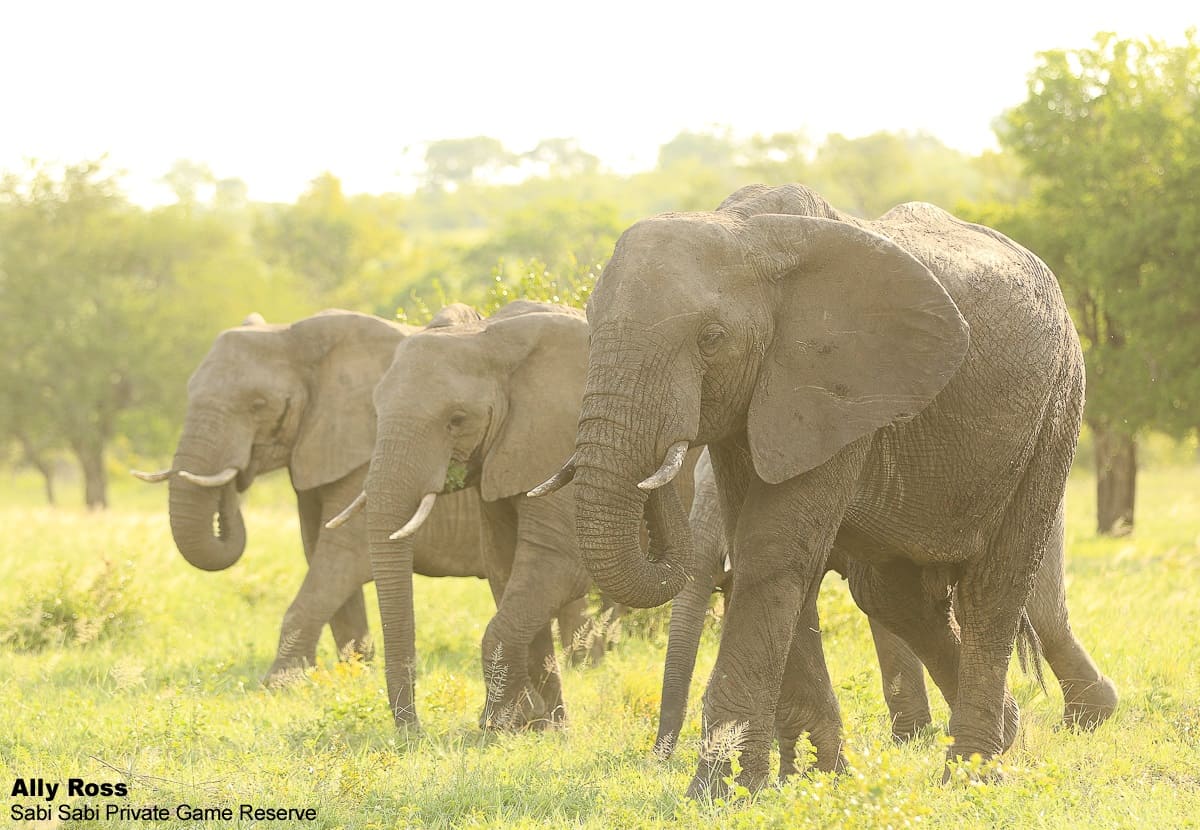 Become One With Nature Sabi Sabi Private Game Reserve Blog