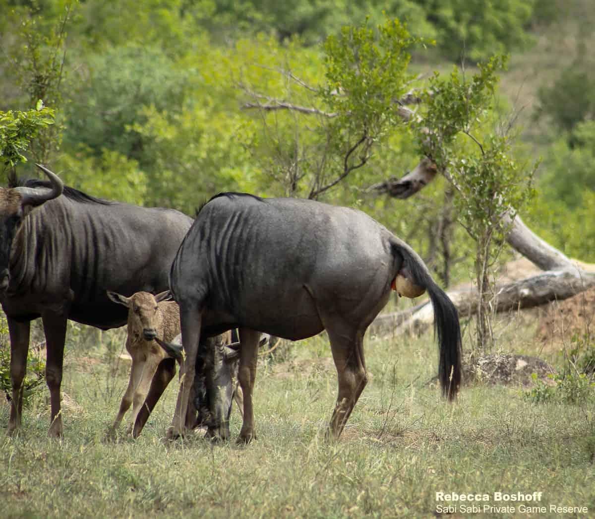 Happy Birthday young wildebeest! | Sabi Sabi Private Game Reserve Blog