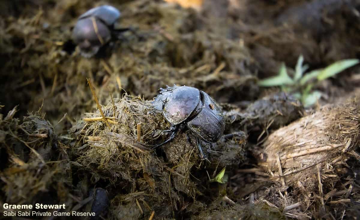 Life As A Dung Beetle Mac OS