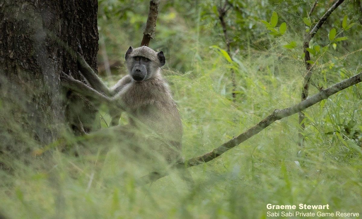 A Week in the Bush Vol. 354 | Sabi Sabi