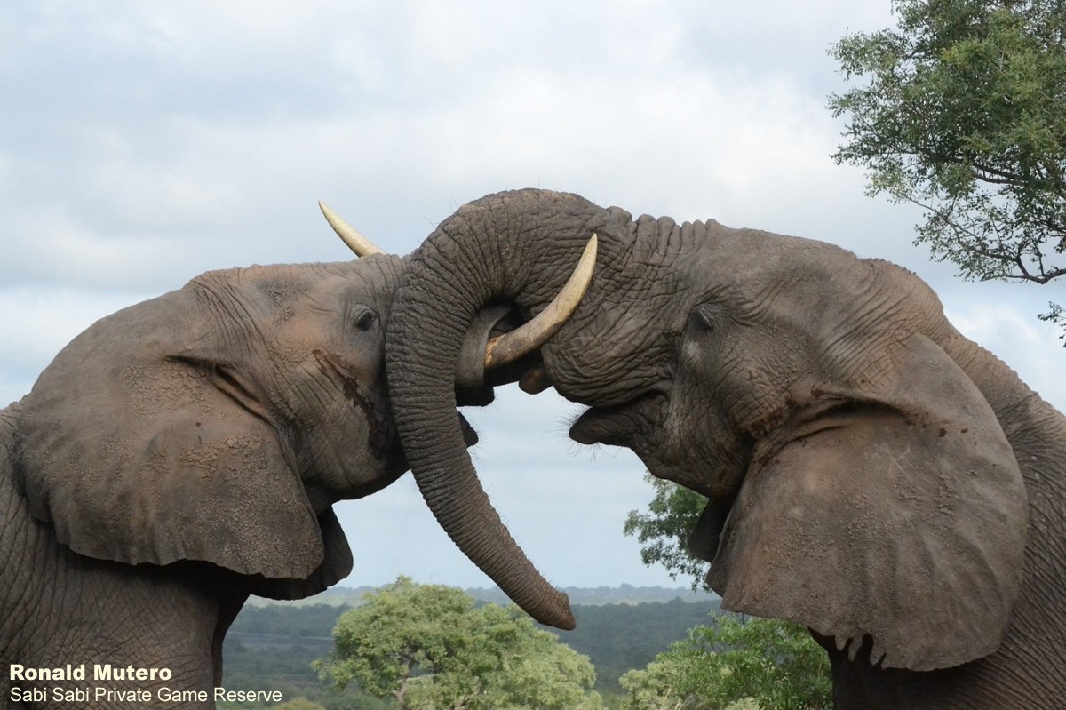 Elephant communication | Sabi Sabi Private Game Reserve Blog