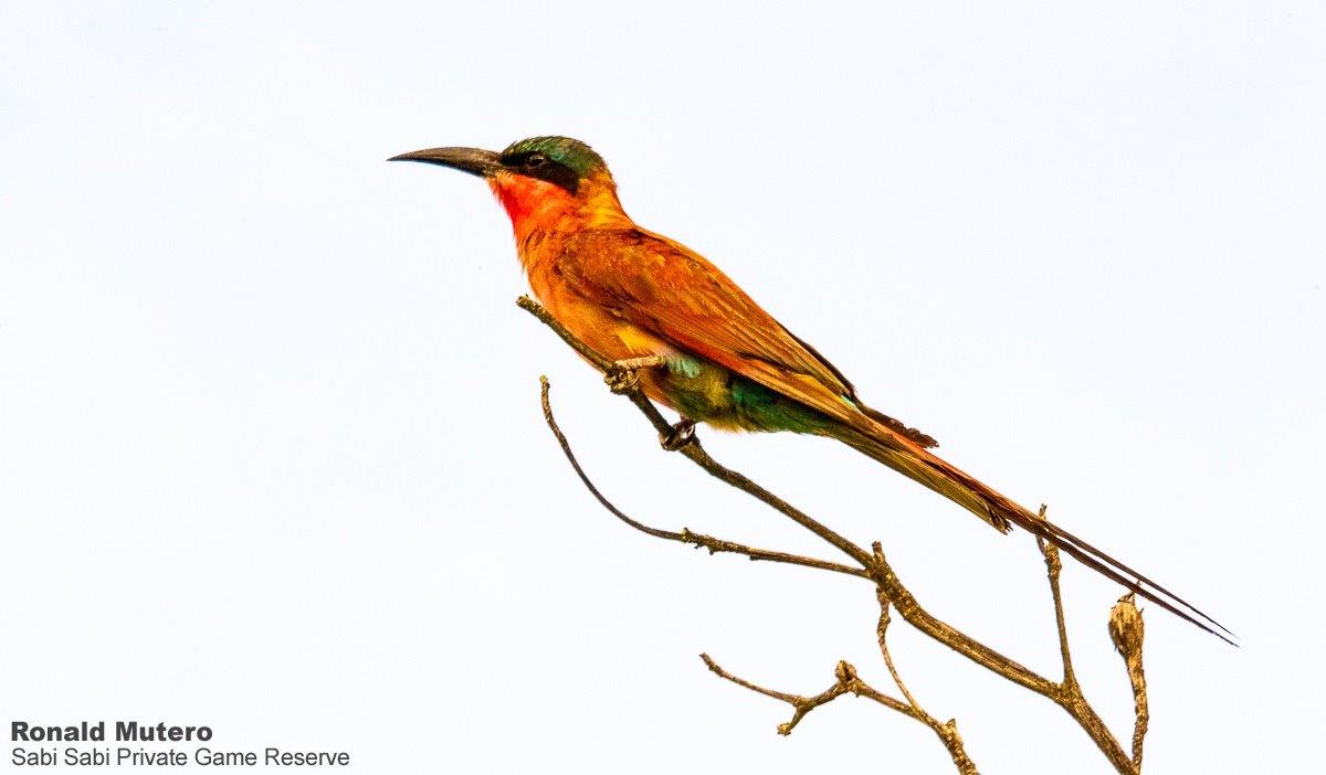 B08Ronald Mutero Southern Carmine Bee Eater Final B08Ronald Mutero Southern Carmine Bee Eater Final