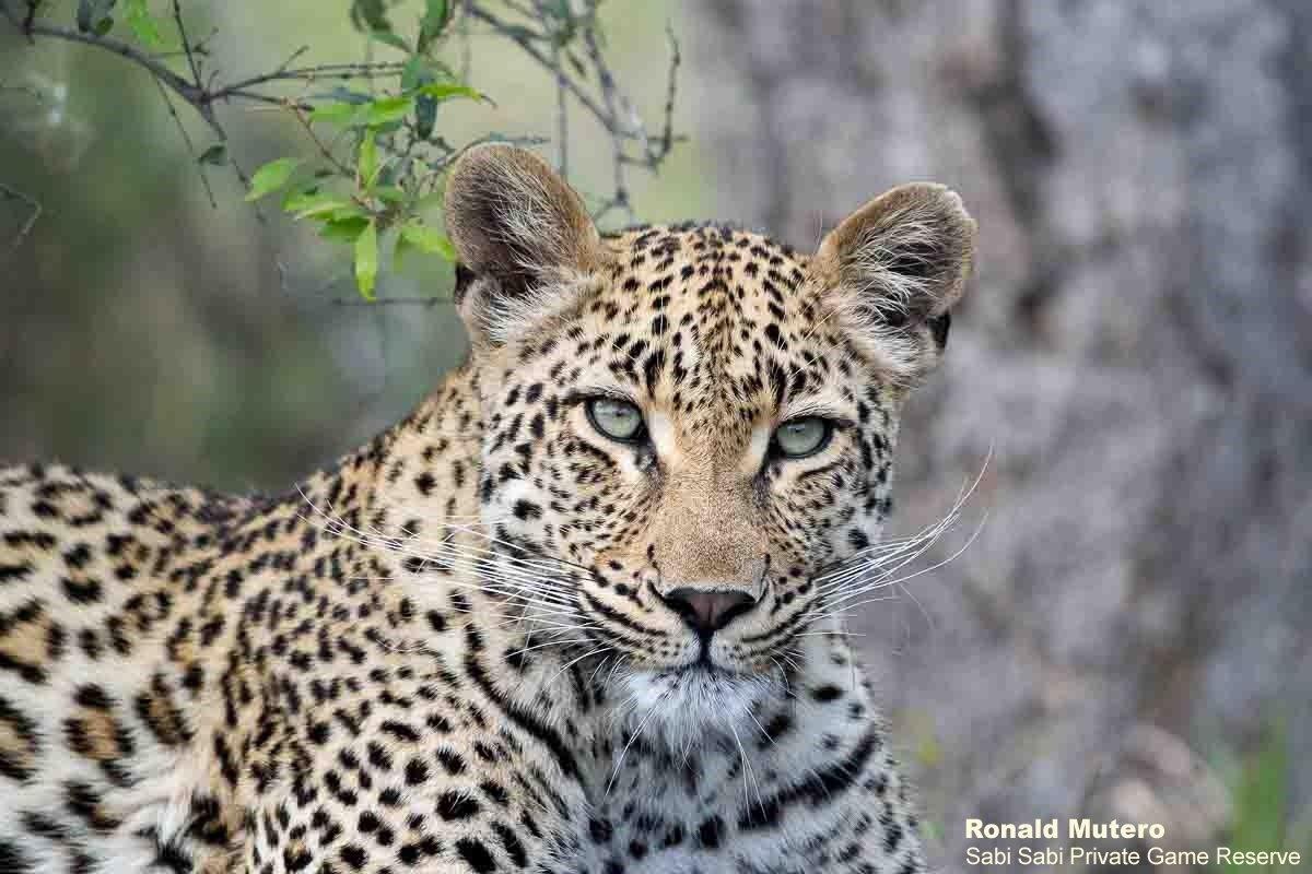 Karula a female leopard in South Africa 