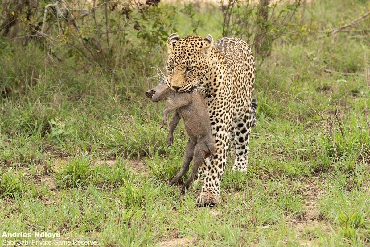 A12Andries Leopard.nweti 181212 2 Final A12Andries Leopard.nweti 181212 2 Final