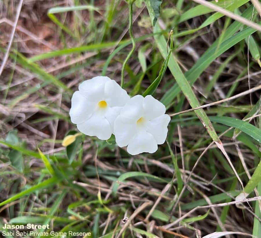 B09Jason Street Flower 1 091122 1. Final B09Jason Street Flower 1 091122 1. Final