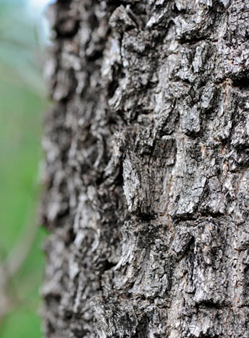 13Dec11 Tamboti Bark Wim Vorster 13Dec11 Tamboti Bark Wim Vorster