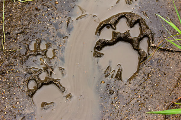 16April2013 Cat Trackswild 16April2013 Cat Trackswild