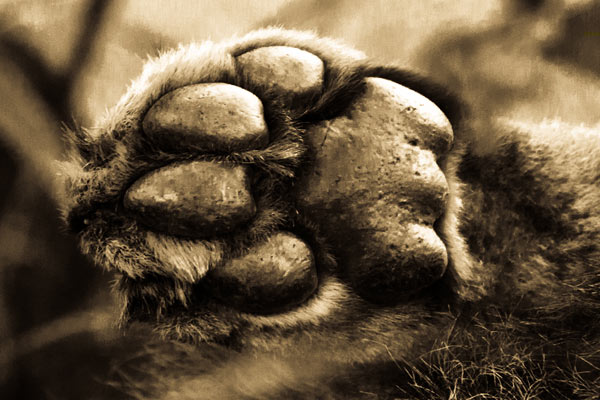 16April2013 Pawswild 16April2013 Pawswild