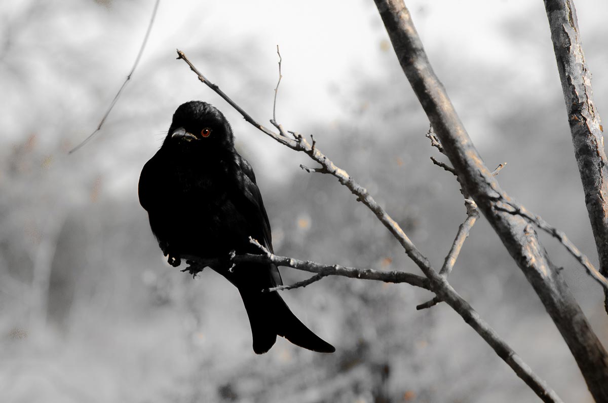 Drongo Mike L Drongo Mike L
