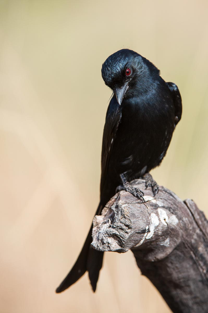 Drongo Drongo