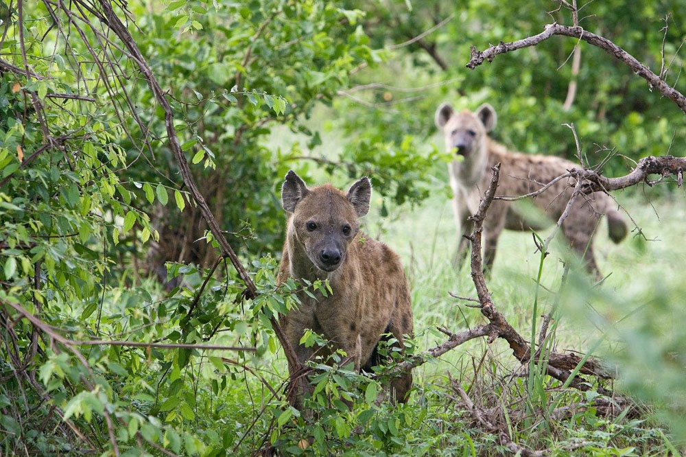 Hyena 3 Hyena 3