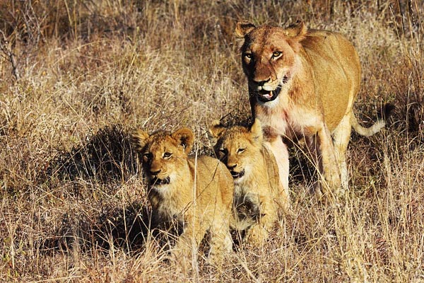 LIONS WE LOST IN 2022 - SABI SANDS GAME RESERVE'S FAMOUS LIONS