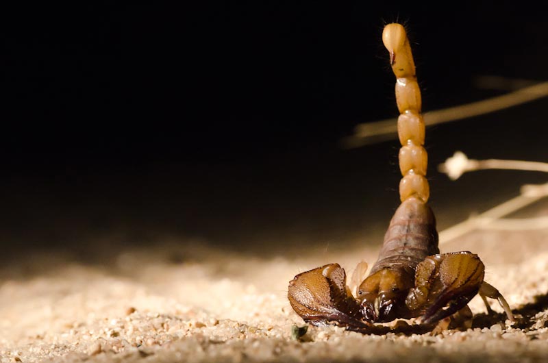 Scorpion 2 Scorpion 2