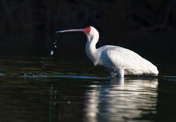 Big Spoonbill Big Spoonbill