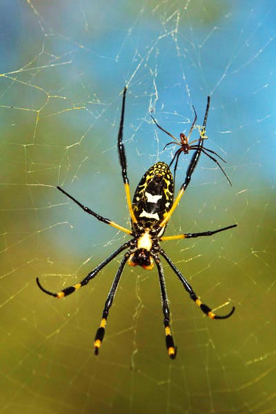 Are Orb Weaver Spiders Dangerous?