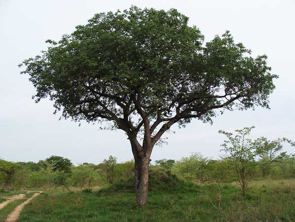 Marula Tree Sabi Marula Tree Sabi