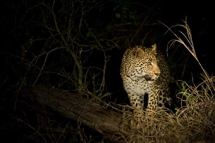 Spotlight Leopard Large Spotlight Leopard Large