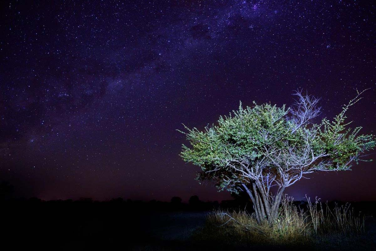 Mike Palmer Star Tree 1 Mike Palmer Star Tree 1