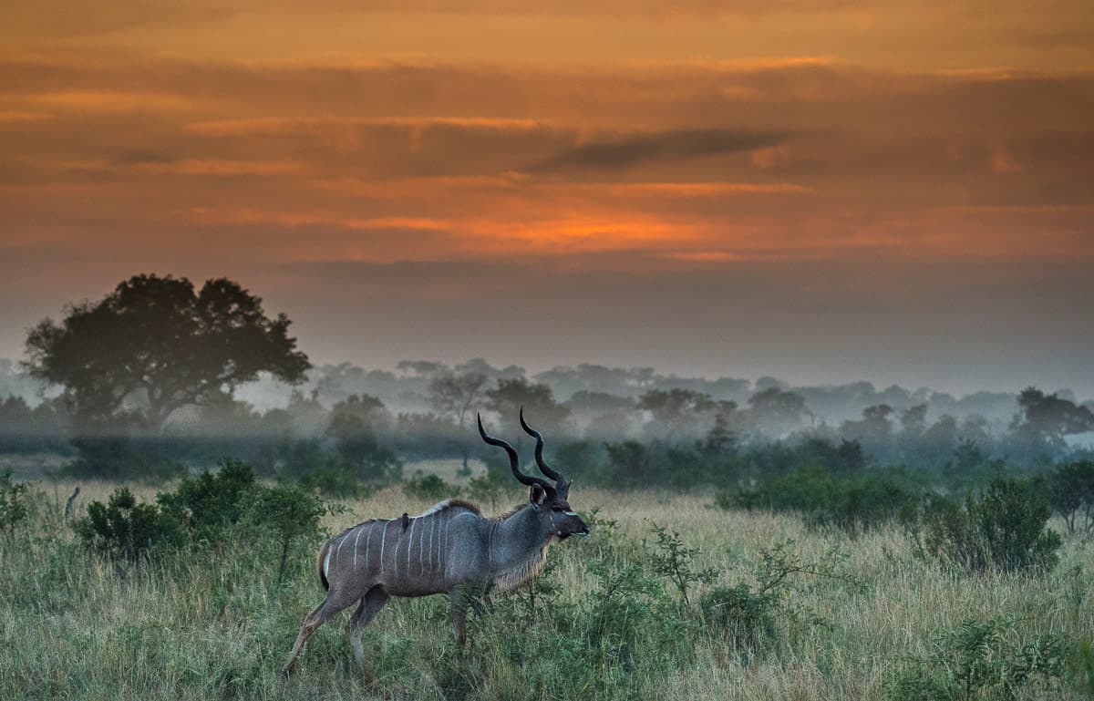 Terry Ennever Kudu Sunrise 1200px 772 Terry Ennever Kudu Sunrise 1200px 772