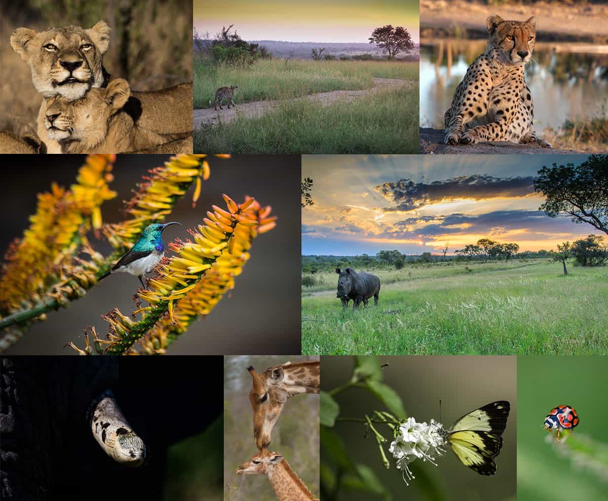 Wildlife Collage 1200px 772 Wildlife Collage 1200px 772