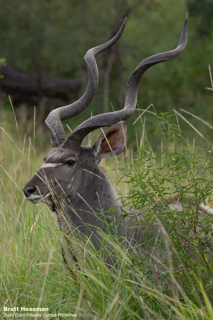 24Brett Heasman Kudu 18042020 Final 24Brett Heasman Kudu 18042020 Final