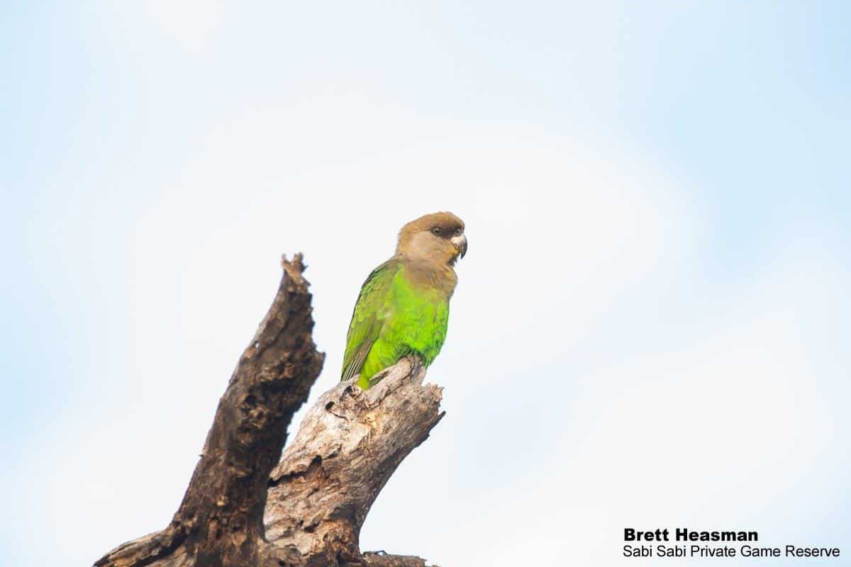 26Brett Heasman Parrot 14042020 26Brett Heasman Parrot 14042020