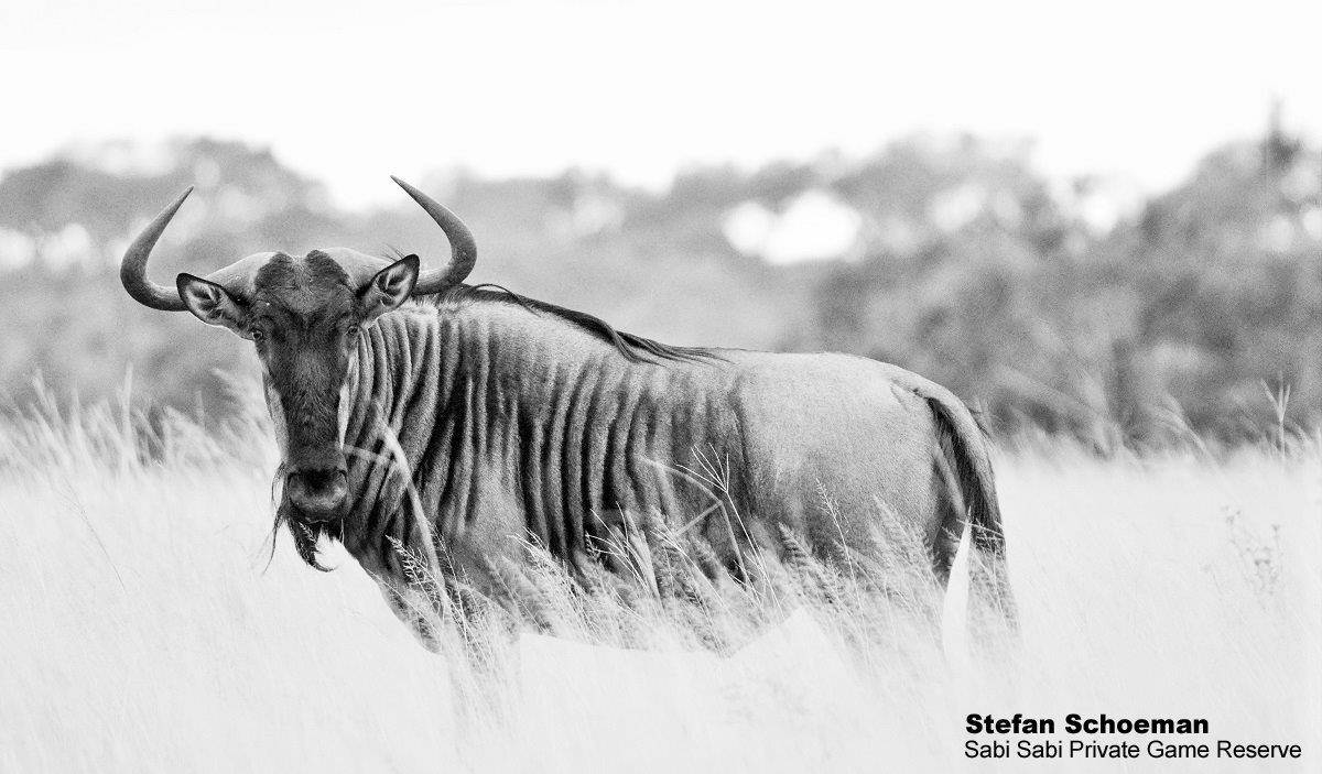 29Stefan Schoeman Wildebeest 04042020 1 Bw Final 29Stefan Schoeman Wildebeest 04042020 1 Bw Final