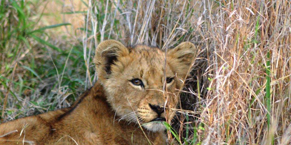 11Dec12   Sabi Sabi Day 3 194 11Dec12   Sabi Sabi Day 3 194