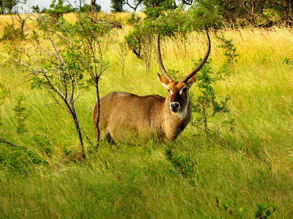 16April13   Waterbuckguest 16April13   Waterbuckguest