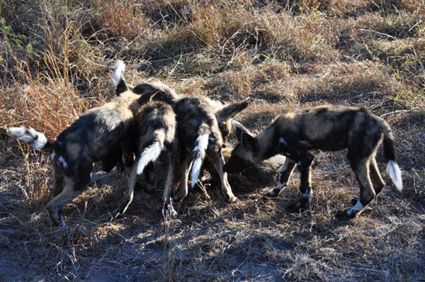 29Nov11 Wild Dogs 29Nov11 Wild Dogs