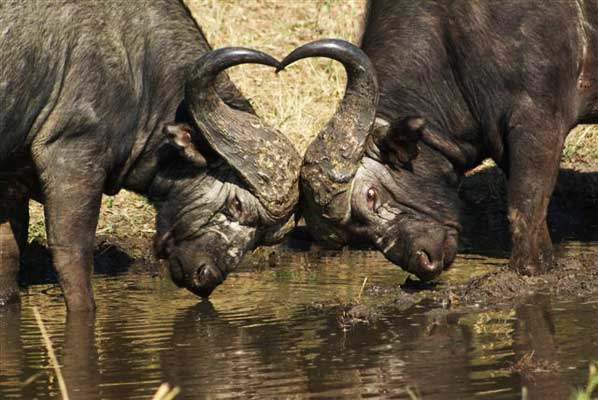 Buffalo Clash Buffalo Clash