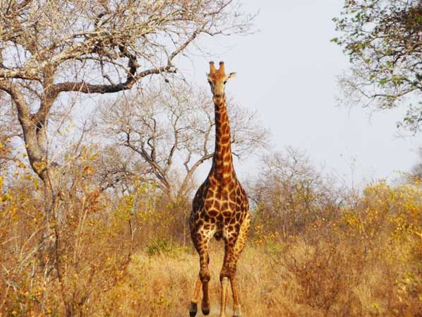 Steinberg Giraffe Sabi Sabi Steinberg Giraffe Sabi Sabi